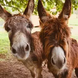 Beschreibung des Bildes