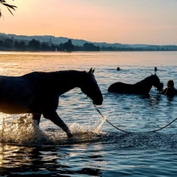Beschreibung des Bildes