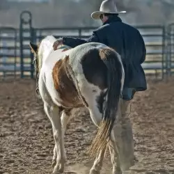 Beschreibung des Bildes