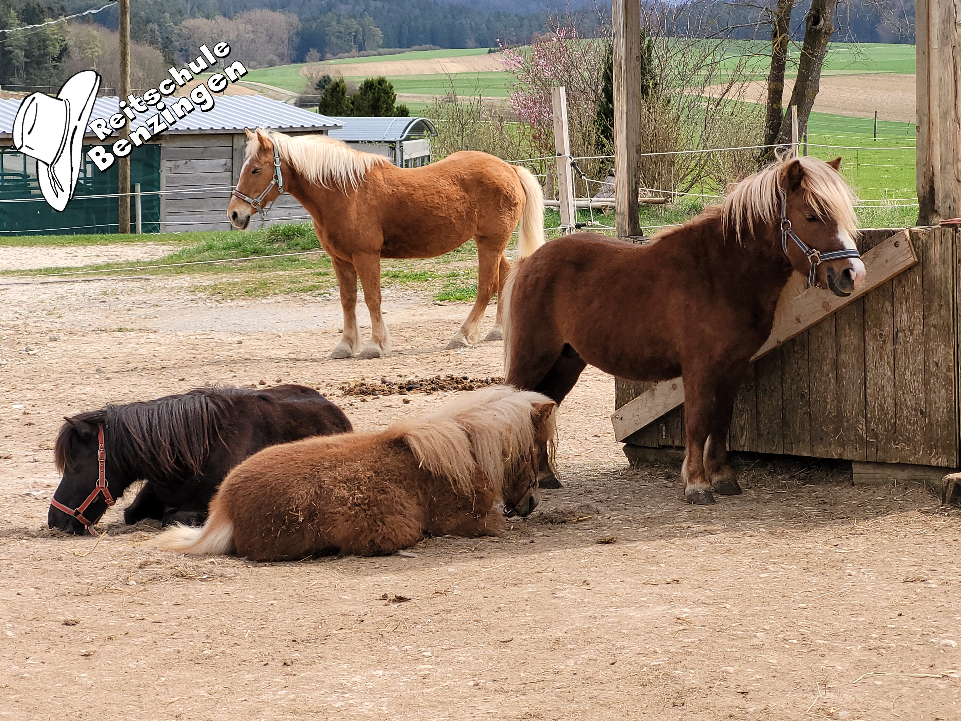 Ferien mit Pferden auf der schwäbischen Alb Unsere Pferde 