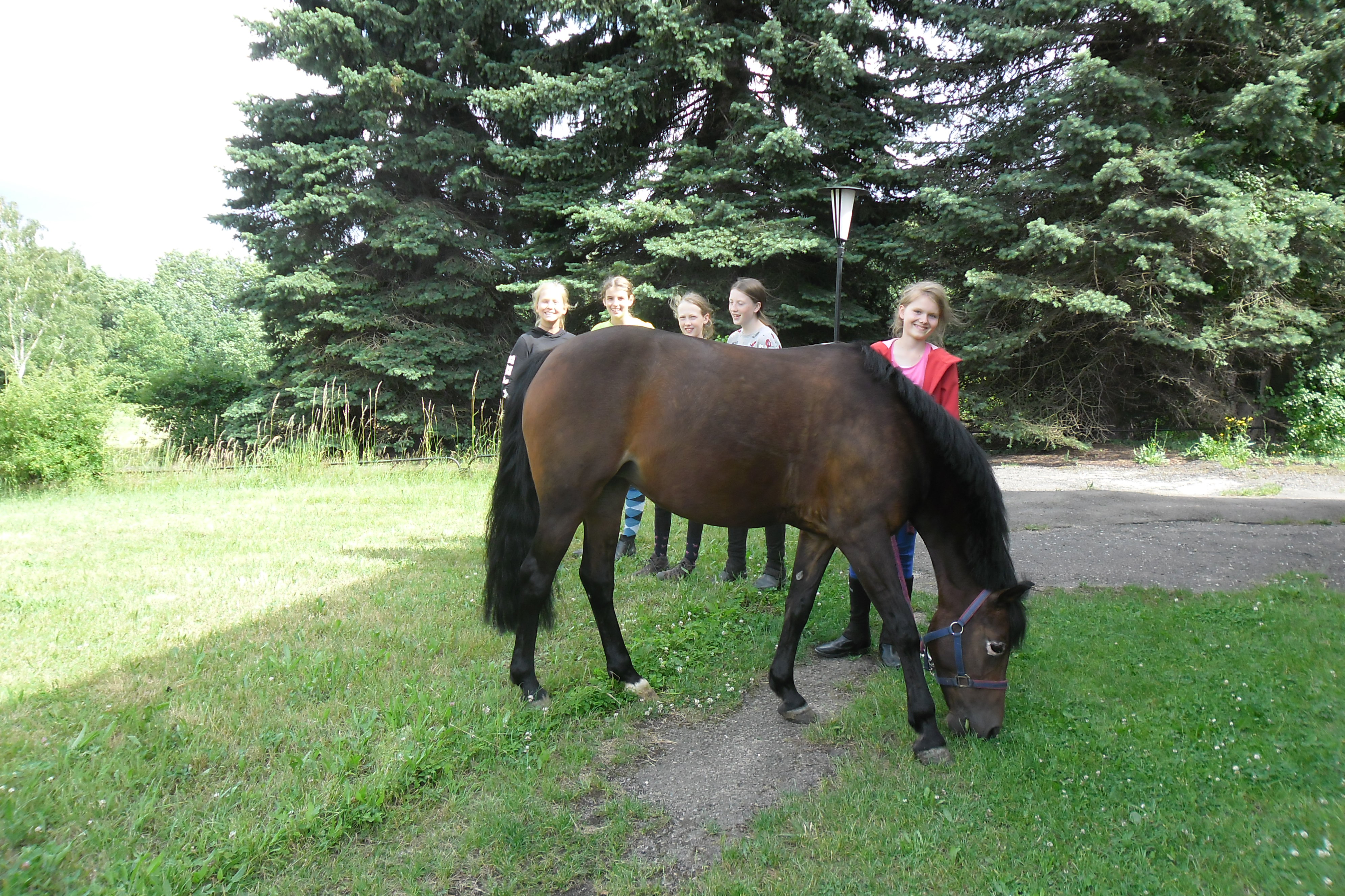 Reiterferien: Sommerferien 2025 An der Bosel