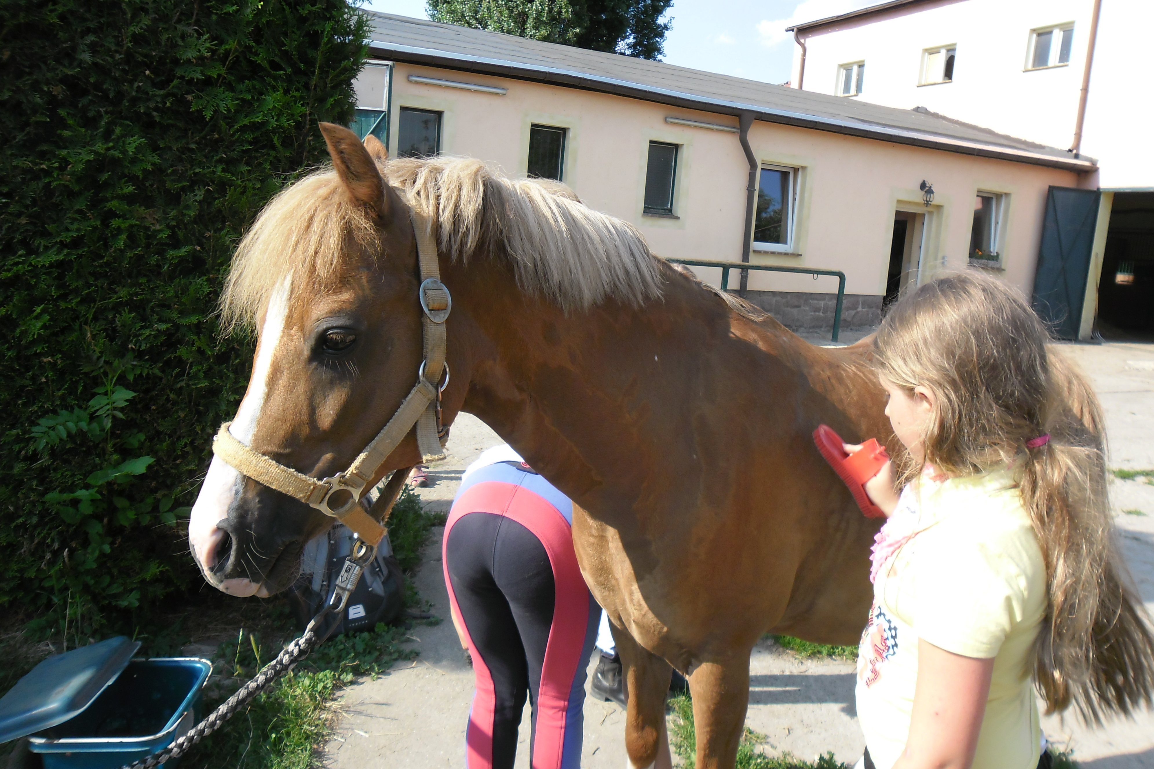 Reiterferien: Sommerferien 2025 An der Bosel