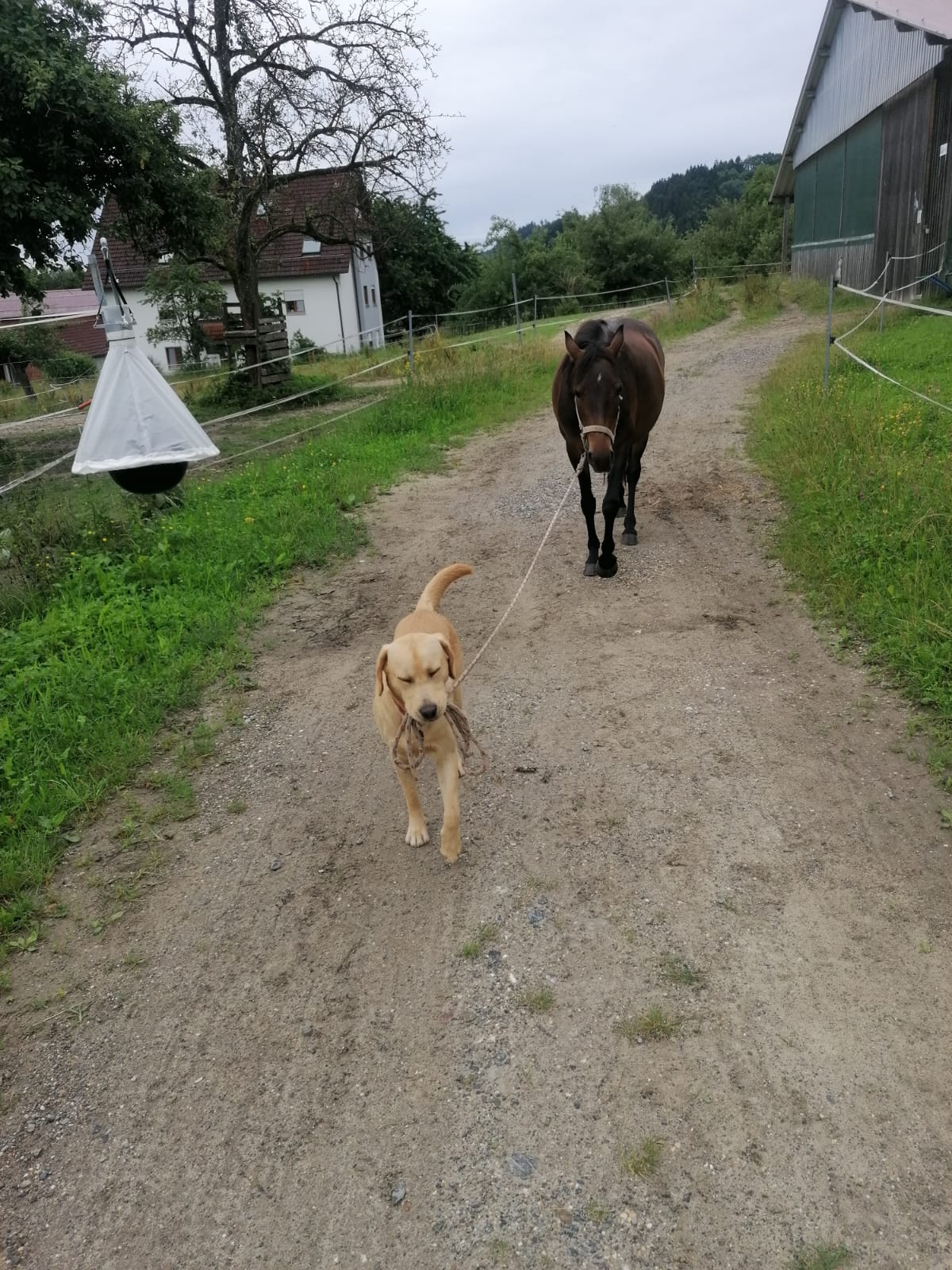 Reiterferien im Hinterland vom Bodensee andere Hofbewohner Arko der Hofhund