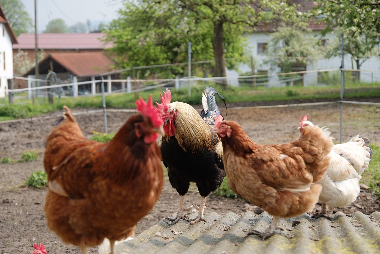 Reiterferien im Hinterland vom Bodensee andere Hofbewohner unsere Eierlieferanten