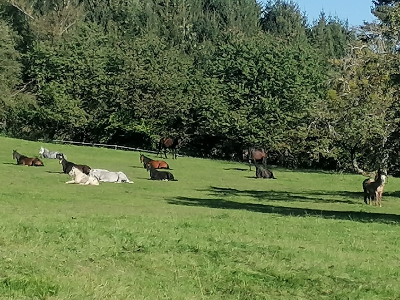 Reiterferien im Hinterland vom Bodensee Unsere Pferde 20 Reitponys und Reitpferde